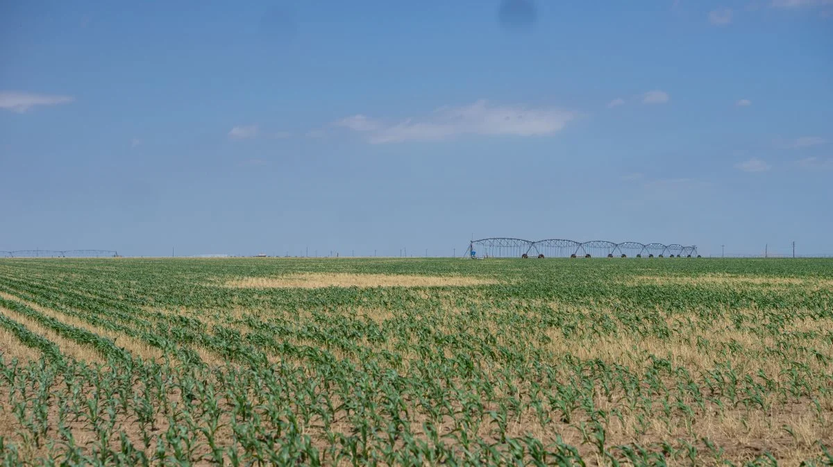 Texas er en af de stater, der har forbudt offentlige investeringer i finansieringsinstitutter, der arbejder ud fra ESG-principper. Arkivfoto: Daniel Barber