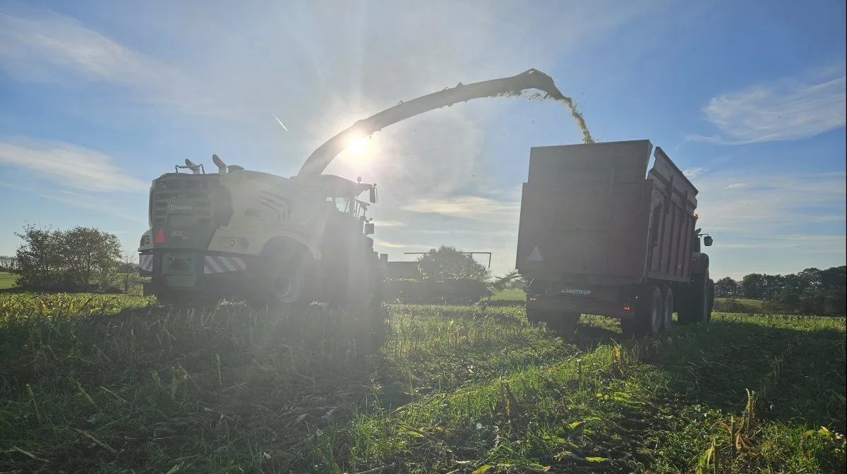 Den nye Krone-snitter hos Tobberup Maskinstation har øget kapaciteten i majsen. Fotos: Christian Carus