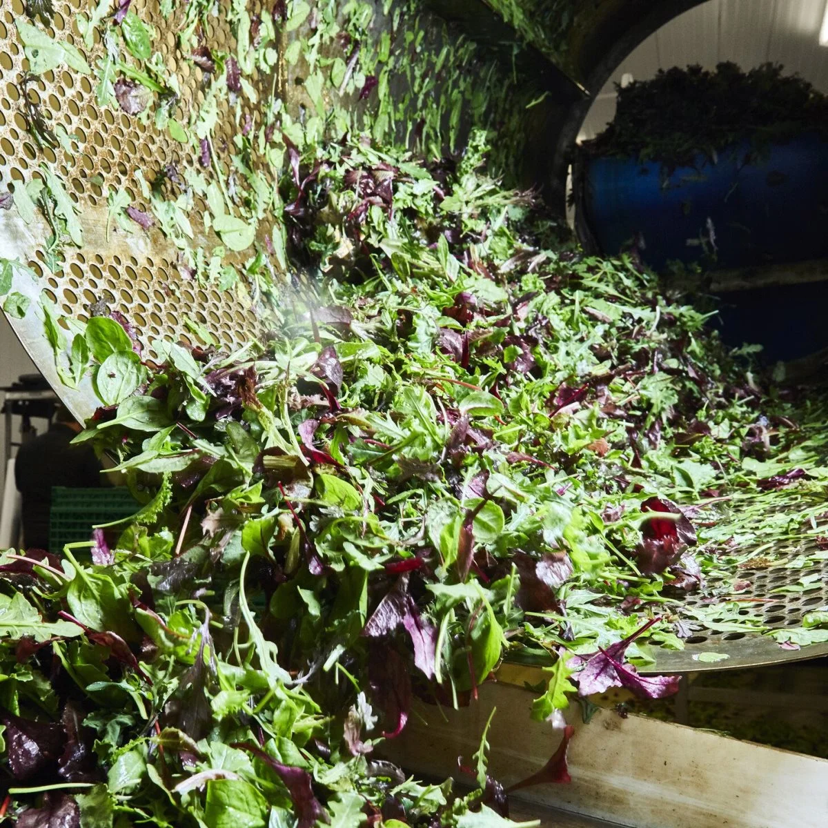 Det er blandt andet babyleaves som disse, der produceres til tilbehørs- og måltidssalater gennem Dangrow Convenience.