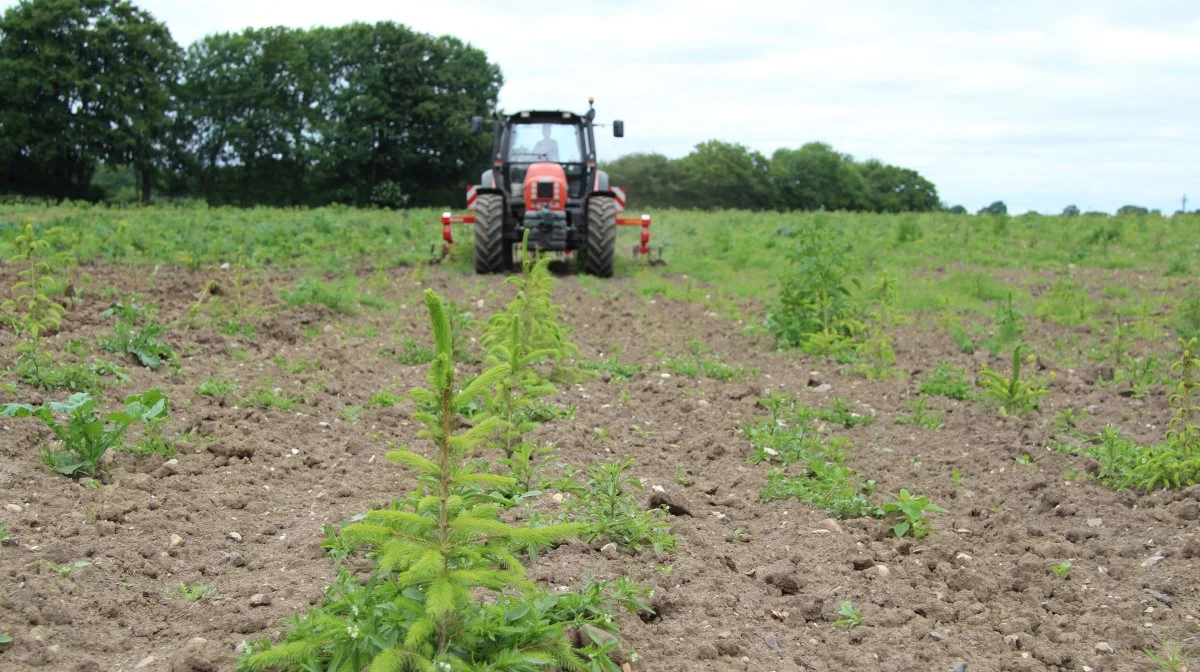 Værdien af landbrugsjorden vil i mange tilfælde blive halveret, når der plantes træer på markerne med den skovrejsningsordning, der er lagt op til. Derfor er der lige nu ingen udsigt til, at landmændene frivilligt vil melde sig til ordningen. Arkivfoto: Morten Ipsen