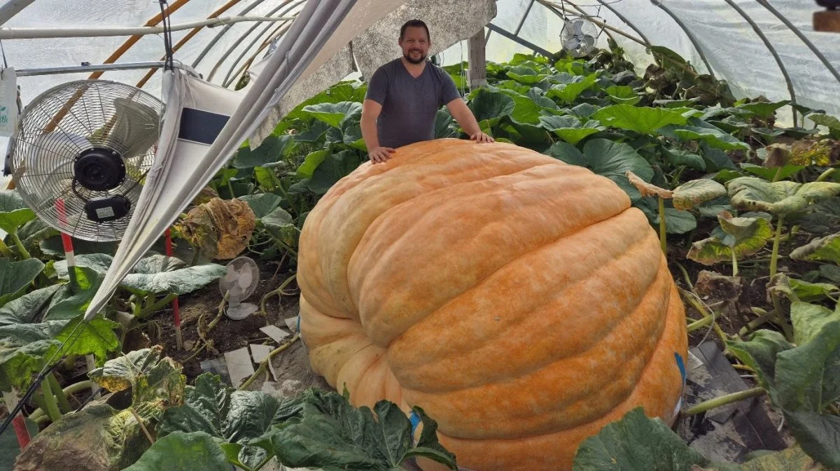 Peter Holst Olsen sammen med græskarret, estimeret vægt 1.056 kg på dag 110. Fotos: Interfiller A/S