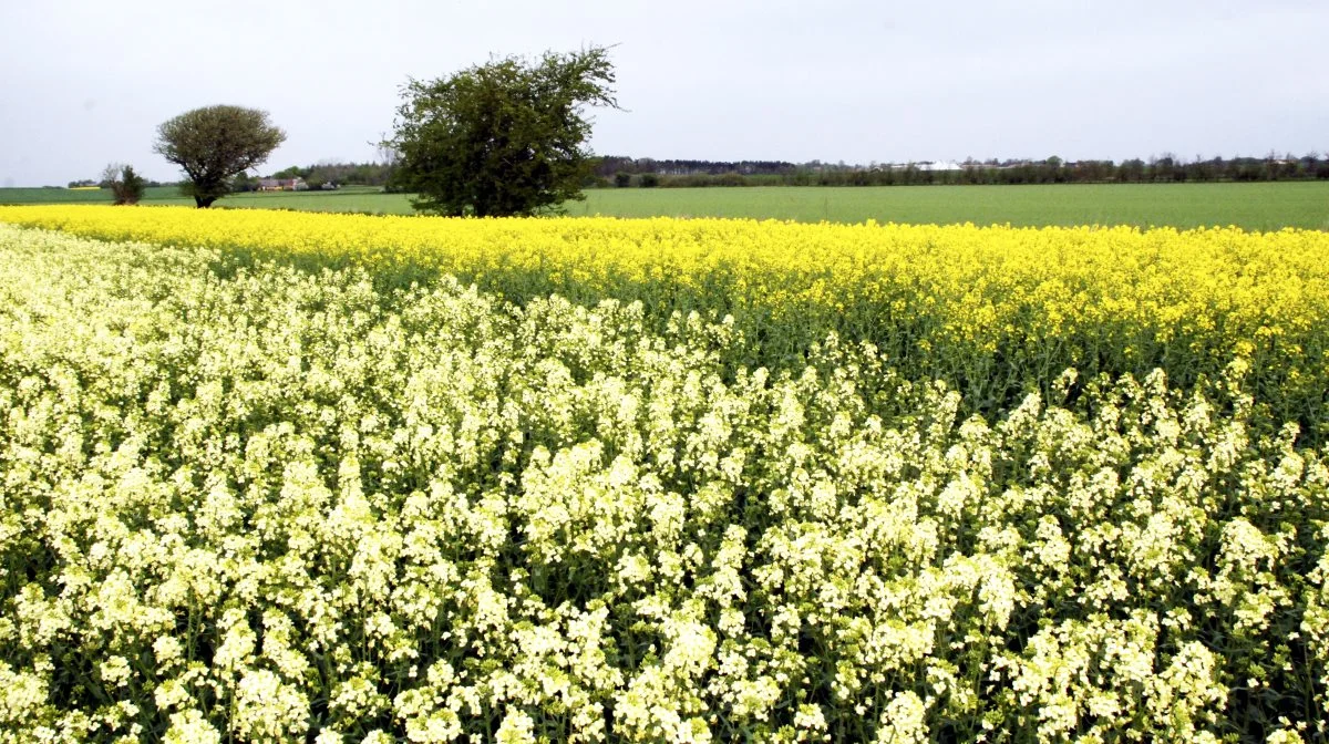 Raps er den eneste protein- og olieafgrøde, vi kan dyrke med højt udbytte på vores breddegrader. Men det ser ud til, at der er perspektiv i at vælge varianter med hvide blomster frem for gule, vurderer Aarhus Universitet. Arkivfoto