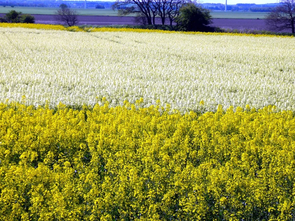 Glimmerbøsser, snudebiller og galmyg bliver tiltrukket af rapsblomsternes gule farve, derfor kan et mindre skadedyrstryk være én af grundene til at vælge de hvide raps. Arkivfoto