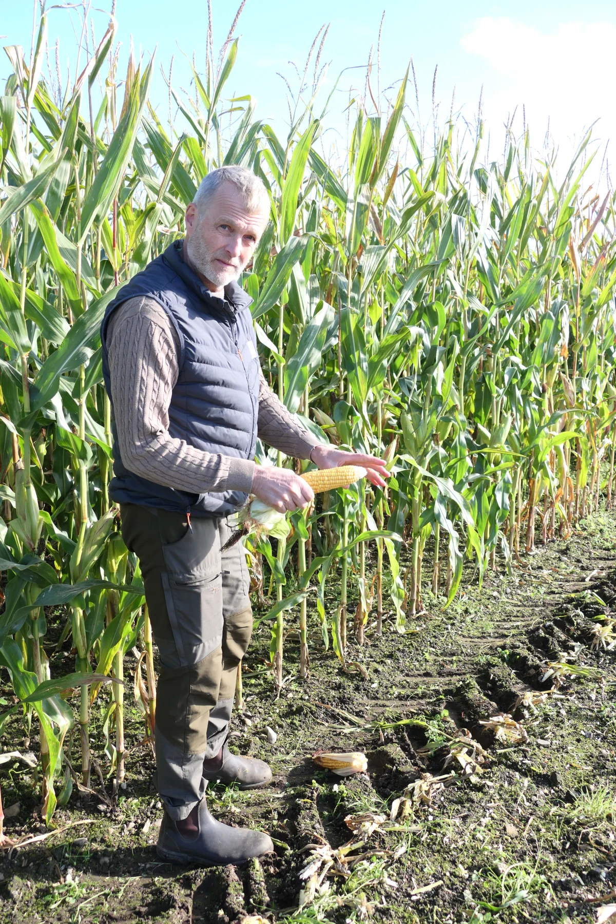 - Det er i her i kolben, 70 til 80 procent af foderværdien i majsensilage findes. Majsen skal snittes, når tørstofprocenten i kolben er fra 50 til 55 procent. Det kan være en god ide at teste, om det er når den samlede tørstofprocent i det snittede materiale er 28 eller 32 procent, siger produktchef for majs og foderroer hos KWS Scandinavia, Ken Brink.