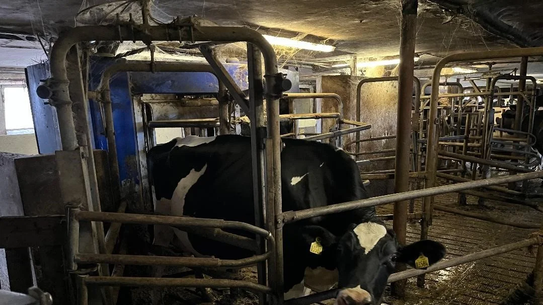 Fødevareministeren har det fint med, at vi har en stor animalsk produktion her i Danmark. Foto: Christian Ingemann Nielsen