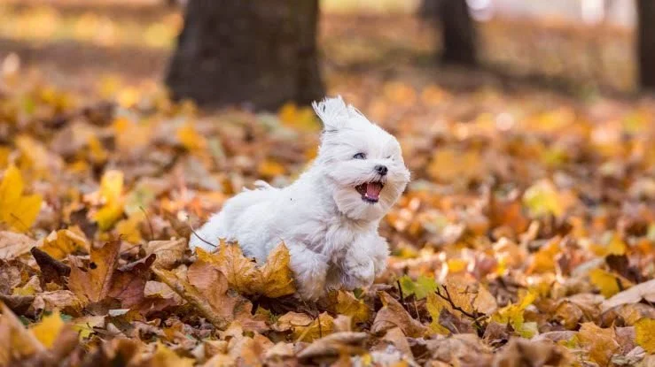 Netop nu er det et skønt tidspunkt at gå tur med hunden i skoven og betragte, hvordan naturen ændrer sig, men de køligere temperaturer bringer en række farer for hunden med sig. Foto: Agria