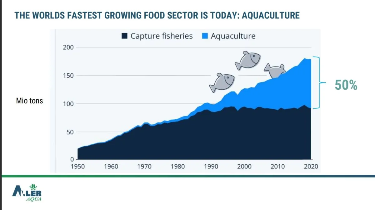 Aquacultur med fiskeopdræt i lukkede net er i dag verdens hurtigst voksende fødevareproduktion - her lyseblå i sammenligning med fanget fisk fra havet (sort). Kilde: Aller Aqua