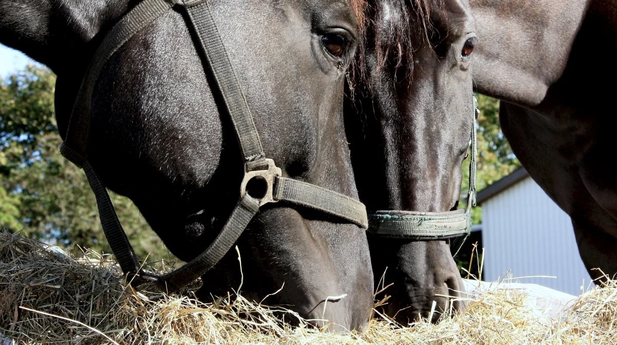  I hvor høj grad påvirker foderets sammensætningen deres udholdenhed, sundhed og deres mentale tilstand? Det har forskere ved Institut for Husdyr- og Veterinærvidenskab undersøgt nærmere. Arkivfoto