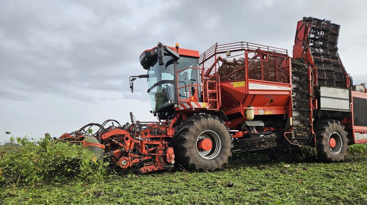 Mens roerne kan konkurrere med majsensilage som fodermiddel, kræver afgrøden også mindre areal end majsen til at producere samme antal foderenheder.