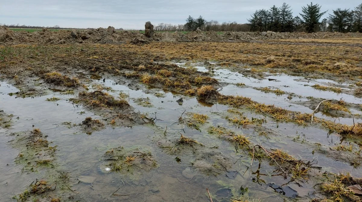 Konsekvenserne af dårligt drænede marker kan være store. I foråret oplevede mange landmænd, at deres marker ikke kunne bearbejdes rettidigt, og såningen blev forsinket med flere uger. Foto: Christian Carus