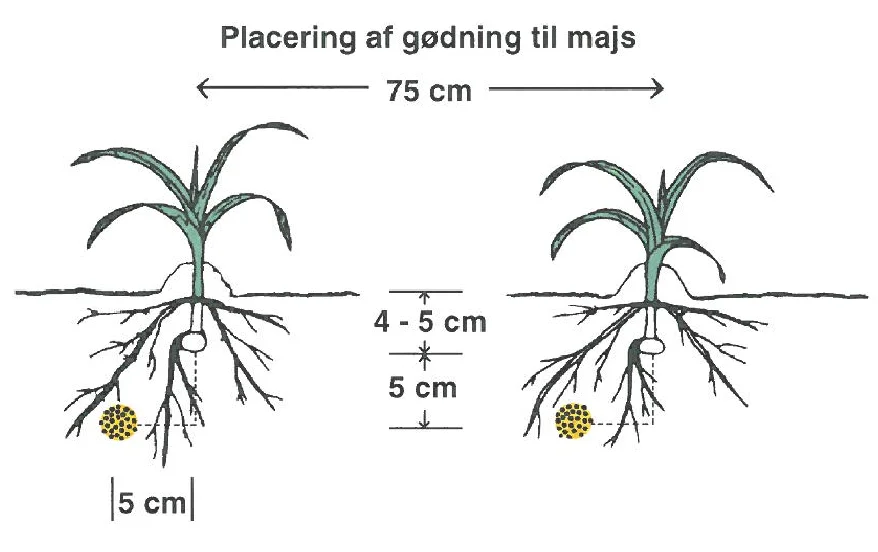 For at startgødning skal virke, skal den placeres fem centimeter under og fem centimeter ved siden af frøet. Det vil sige, at startgødningen skal ligge i cirka 10 centimeters dybde. Kilde: Seges, Dyrkning af grovfoder, 4. udgave, Landbrugsforlaget.