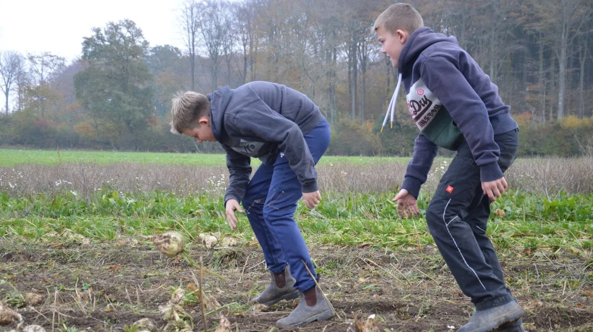 Mikkel og Aksel i fuld gang med at smide roerne ind i rækkerne.