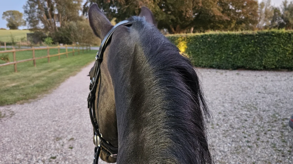 Du bør lægge telefonen i lommen og »ride hest, når du rider hest«, lyder opfordringen fra Dansk Ride Forbund. Foto: Camilla Bønløkke