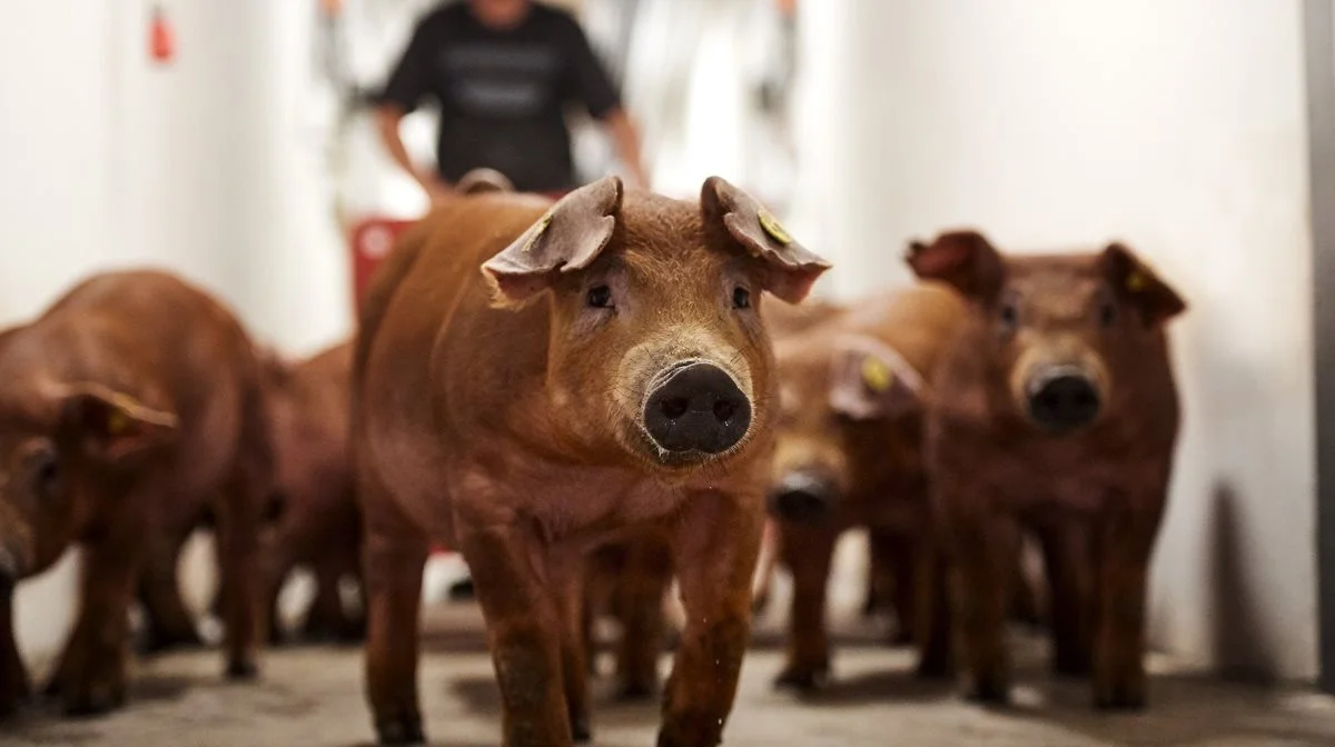 Det er særligt griseracen duroc, der kommer til at fylde på DanBreds stand på Eurotier under overskriften »Get Big Fast«. Fotos: DanBred