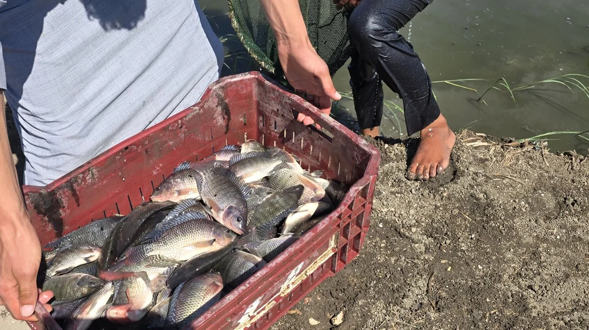 Dette er tilapia-fisk, som er den mest brugte fisk til akvakultur verden over. Tilapia er hurtigvoksende og har en god foderudnyttelse. 