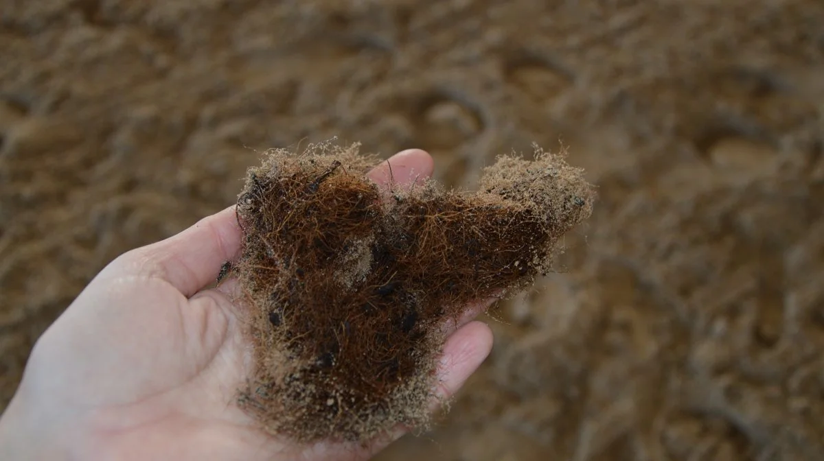 Kokosfibrene kommer hjem i højkomprimerede cubes og blandes op med sand.