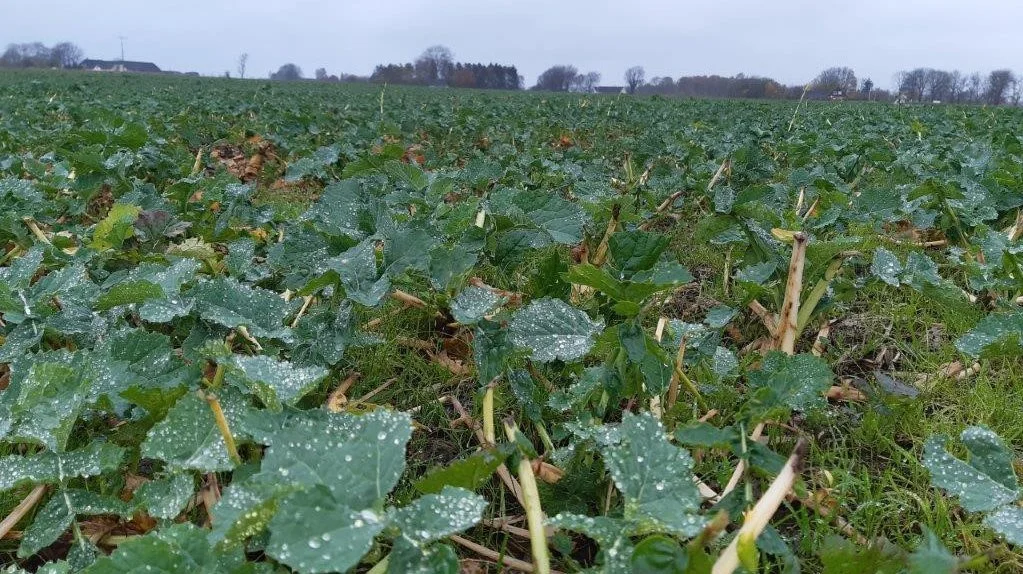 En uge efter at bladene er bjærget, trives rapsen og har sat nye blade. Foto: Kurt Hjort-Gregersen, Teknologisk Institut
