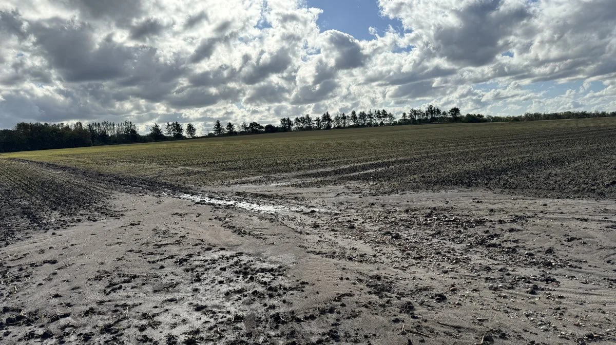 Erosion er en af de største negative effekter ved pløjning, som ødelægger jordens stabilitet og gør den mere udsat for at skylle væk. Arkivfoto