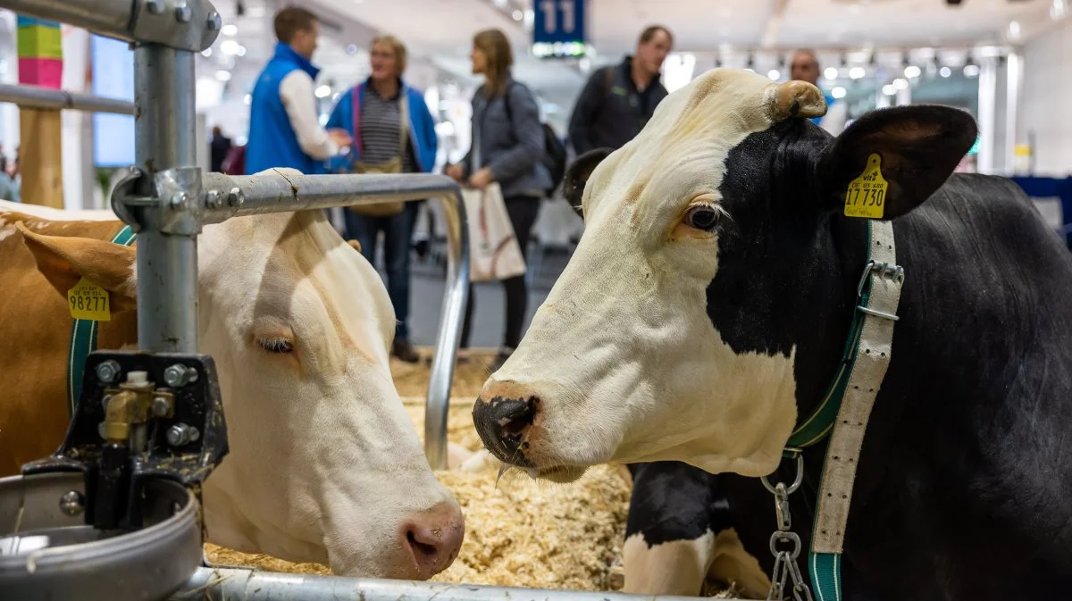 Investeringer i staldinventar, der kan automatisere og digitalisere bedrifterne, synes at være i fokus hos husdyrproducenter verden over, viser en undersøgelse foretaget af messearrangørerne. Arkivfoto: DLG 