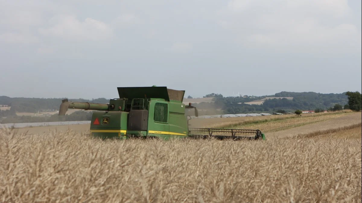 Også i rapsmarken har Christian Frigaards John Deere-mejetærsker høstet tilfredsstillende udbytte ved kun at bruge halv kvælstofnorm. Arkivfoto: Kasper Stougård