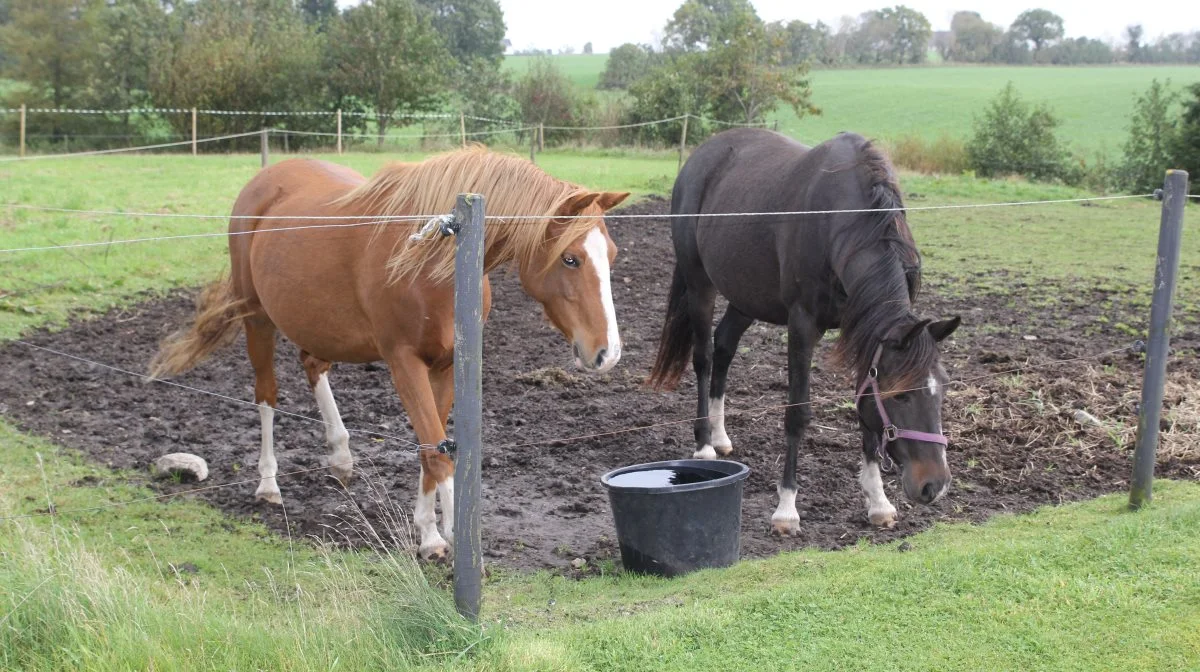 9 årige Bella (røde 2. pony) og 7-årige Emmelie (brune 1. pony) er afkom efter Petit, der var den første sportspony Anne Kirkegaard købte tilbage i 2012.