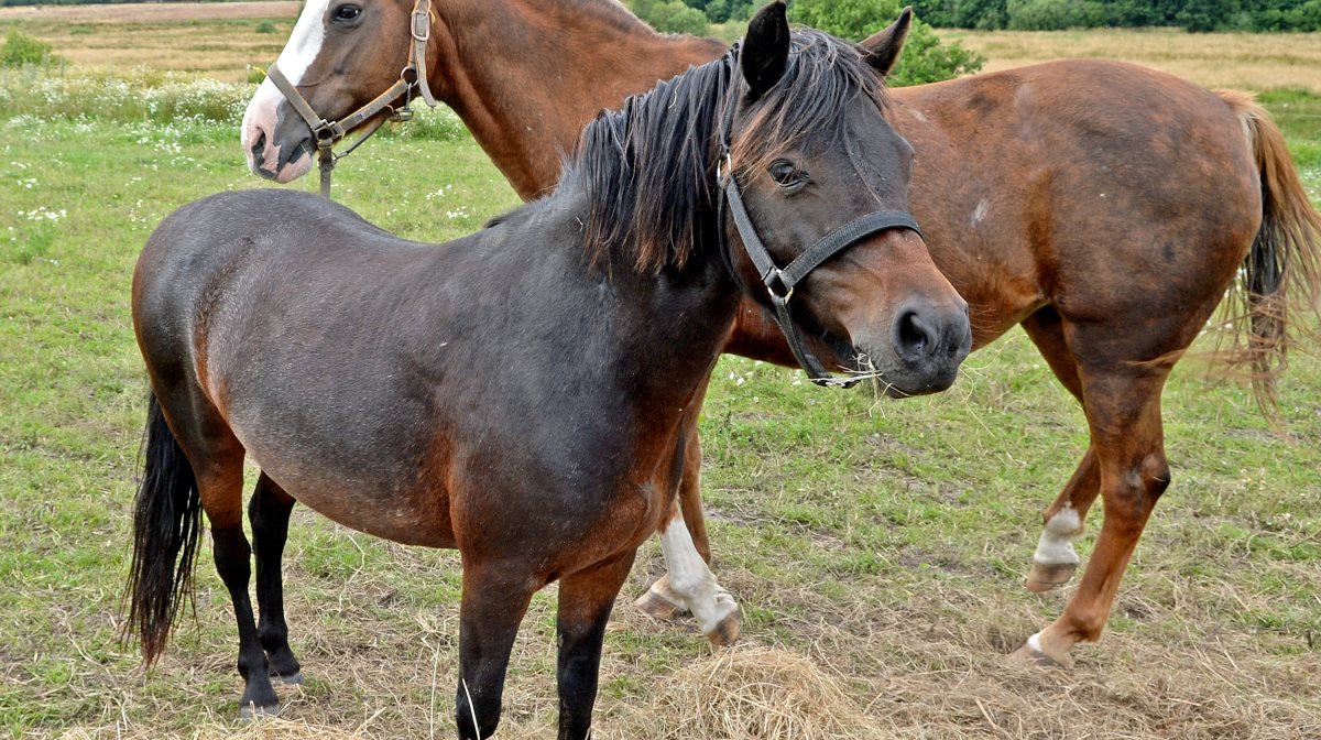 Heste aldres forskelligt. Blandt andet spiller genetik, race og ridedisciplin en rolle for, hvordan og hvornår heste aldres. NAG sætter fokus på fodring af den aldrende hest her i vinterperioden.