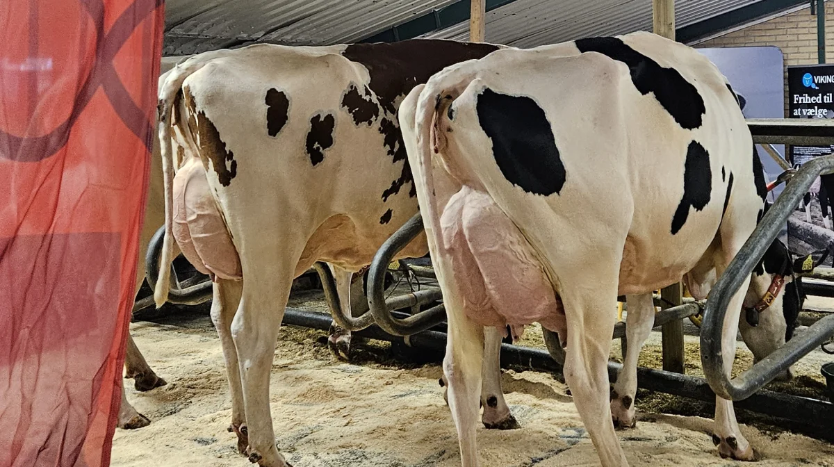 Semex tilbyder, som de eneste på markedet, test af hundyr for metaneffektivitet. Arkivfoto: Line Brusgaard