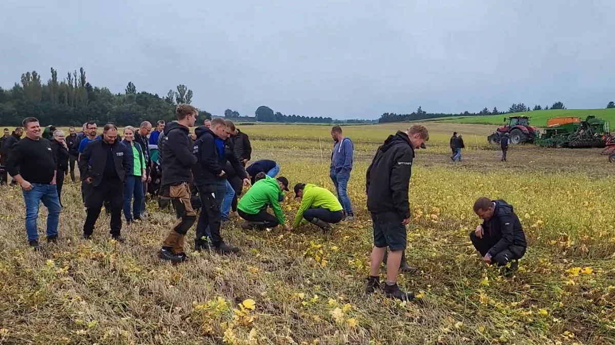 Der var mange interesserede til Agrovis sådemonstration den 24. september af direkte såning i en mellemafgrøde af olieræddike. Foto: Agrovi