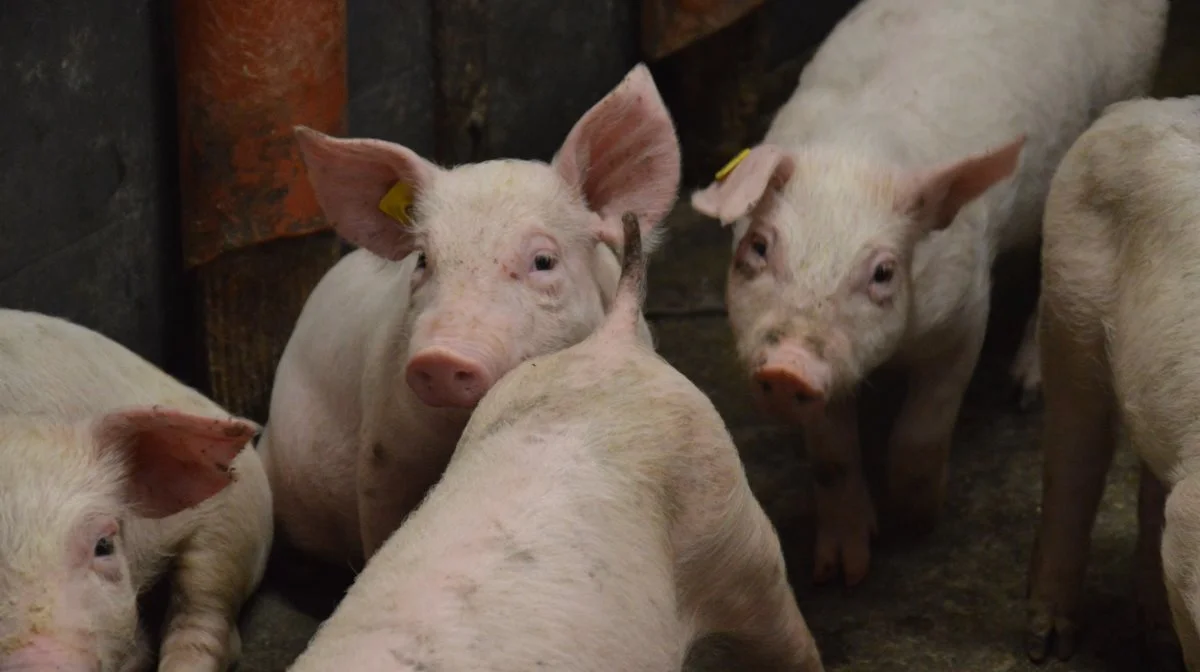 Bedre økonomi i smågriseproduktionen har været med til at øge svinebestanden i Danmark. Arkivfoto: Camilla Bønløkke