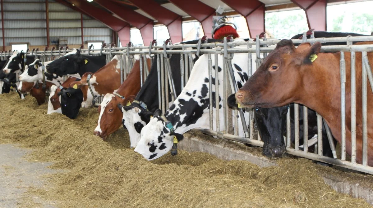 Fra den 1. januar skal mælkeproducenter vælge én af tre løsninger i fodringen af malkekøerne: brug af fedt i 12 måneder, Bovaer (3-NOP) i 80 dage om året eller frivillig brug af Bovaer hele året. dsm-firmenich forsikrer, at hele forsyningskæden er klar til de landmænd, der vælger Bovaer. Arkivfoto: Line Brusgaard