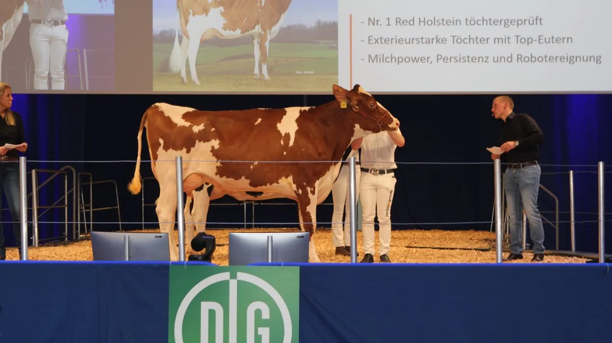 Hver dag klokken 10 begynder præsentationen af de enkelte kvægracer på EuroTier i hal 11. Fotos: Line Brusgaard