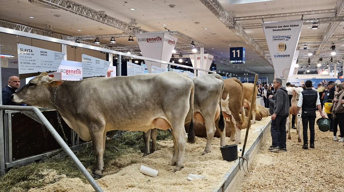 Både holstein friesian, anglerkvæg, braunvieh, fleckvieh, grauvieh, pinzgauer, angus, charolais, galloway, hereford og wagyu er at finde på EuroTier.