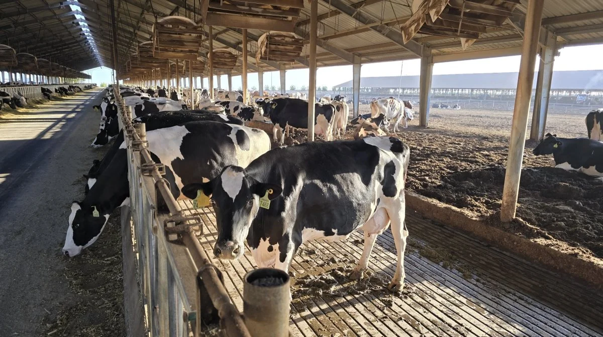 Med over 7.000 malkekøer er Juhaynas malkekvægfarm Egyptens største. 