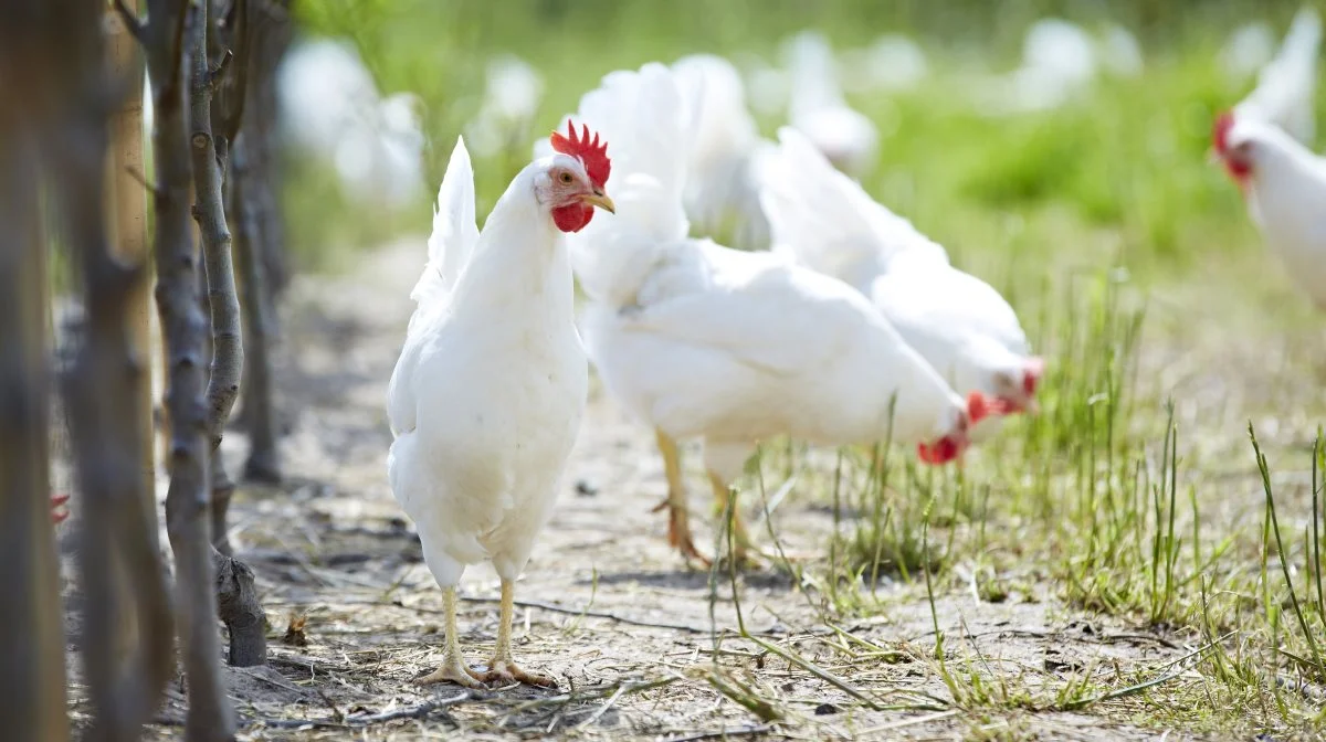 Æggeleverandøren Dava Foods har ansat ny finansdirktør. Foto: Dava Foods