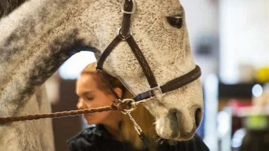 Hesteejere i Danmark bruger i gennemsnit omkring 4.000 kroner om måneden på at have hest.