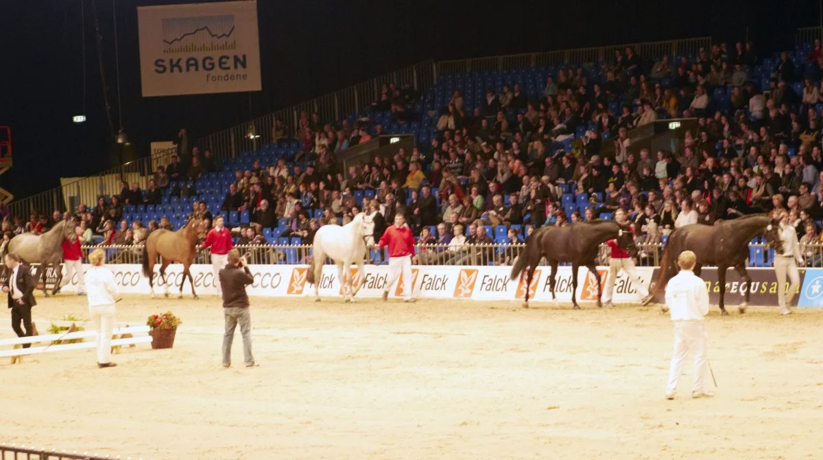 Årets hingsteforbesigtigelser finder sted søndag den 8. december på Riders Cup i Herlufsmagle og onsdag den 18. december på Vilhelmsborg. Arkivfoto