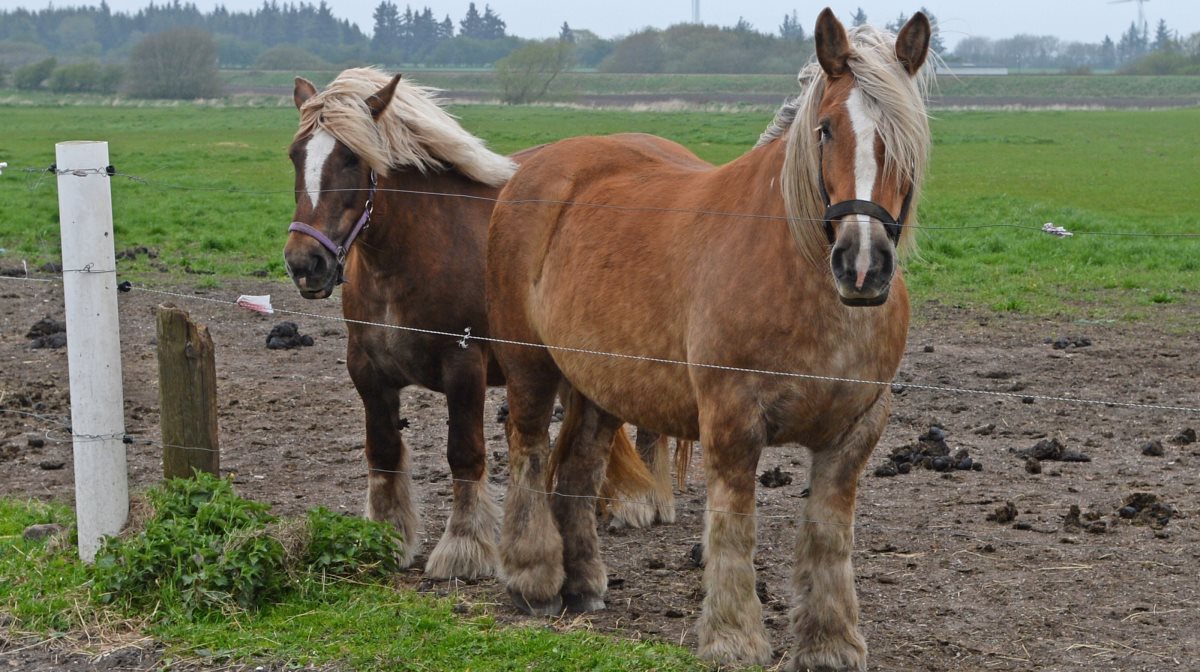 Rammerne for Danmarks heste skal kortlægges. Seges Heste søger derfor hjælp fra alle landets hesteejere og udlodder i den forbindelse flotte præmier.