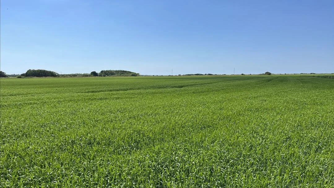 På de over 600 hektar jord kan der produceres »flotte« afgrøder, fremgår det af salgsopstillingen.