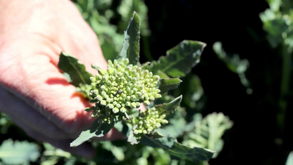 Glimmerbøsserne var lette at finde i vinterrapsen i går – både mellem knopperne og i de første gule rapsblomster. - Vores anbefaling er at sprøjte for glimmerbøsser, da der komme en masse af dem i den varme weekend. Og de er stadig nede i afgrøden, sagde Hans Jørgen Bak.