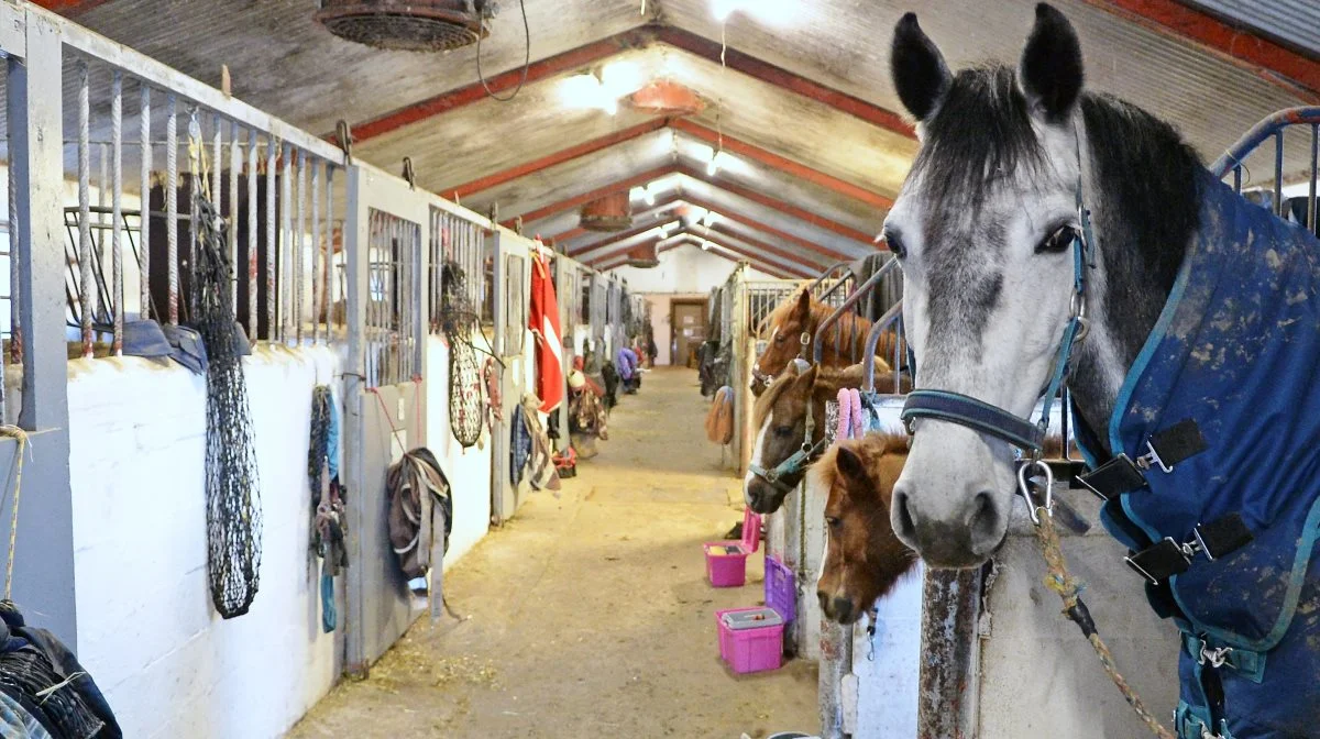 Mange vælger at opstalde deres heste i klassiske stalde med bokse eventuelt med mulighed for løsdrift om sommeren. Arkivfoto