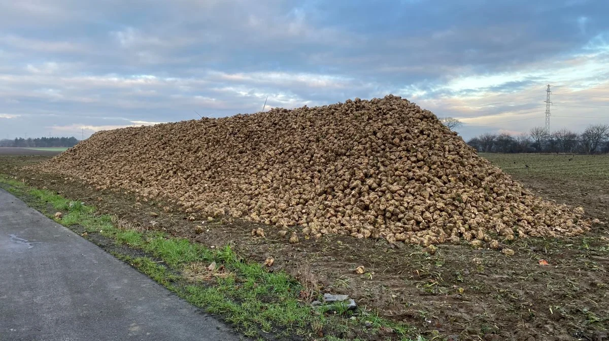 Under ideelle forhold kan roerne lagres i op til flere måneder. Foto: Østdansk Landboforening