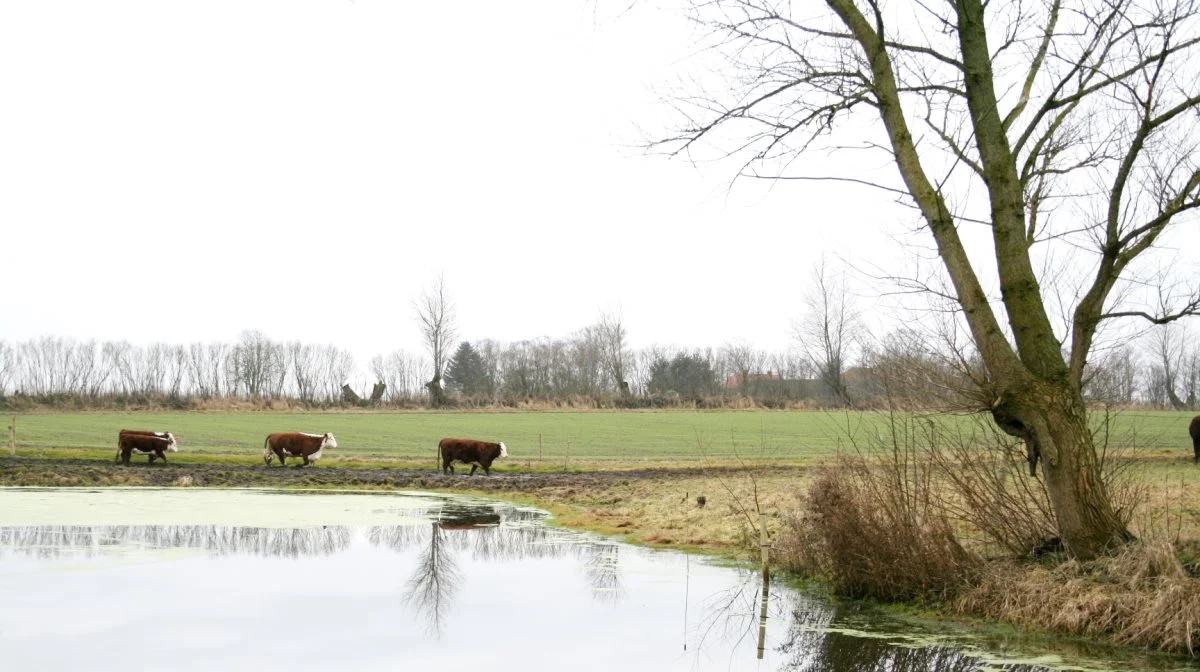 Ifølge Landbrug & Fødevarer Kvæg tager aftalen højde for de særlige udfordringer, som kvægproducenter står overfor, herunder de bedrifter, der arbejder med naturpleje eller slagtekalveproduktion. Arkivfoto