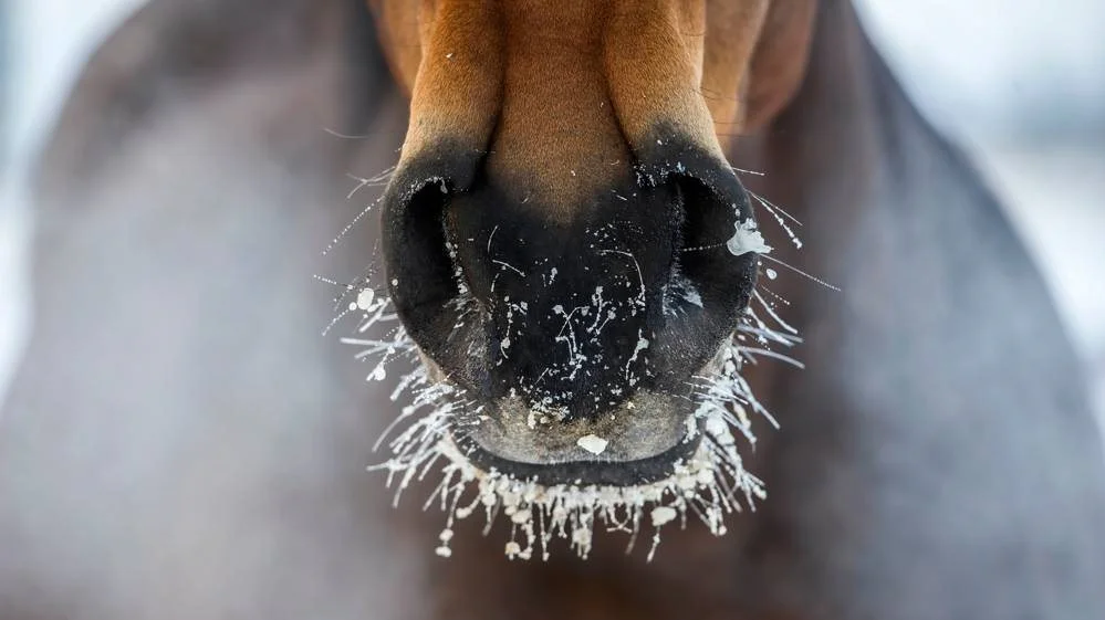 Kontakt altid dyrlægen, hvis der er mistanke om kolik, også selv om symptomerne ikke er voldsomme. Jo hurtigere behandling, desto bedre prognose, forklarer Agrias dyrlæge, Jon Vedding. Foto: Agria