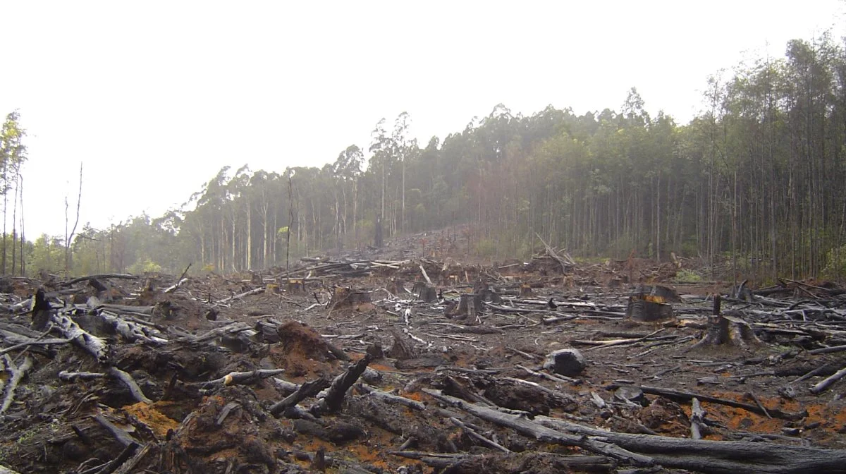 De seneste 40 år er Amazonas svundet ind med cirka 880.000 kvadratkilometer som følge af afskovning, har undersøgelser vist.