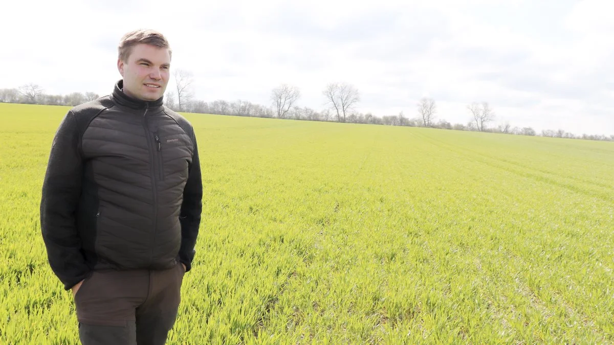 I Hvede 2,0-storparcellerne er der tydeligt forskel mellem den nu kraftige vinterhvedesort KWS Zyatt og den mere svage KWS Lili, som det ses bag Mathias Skotte.