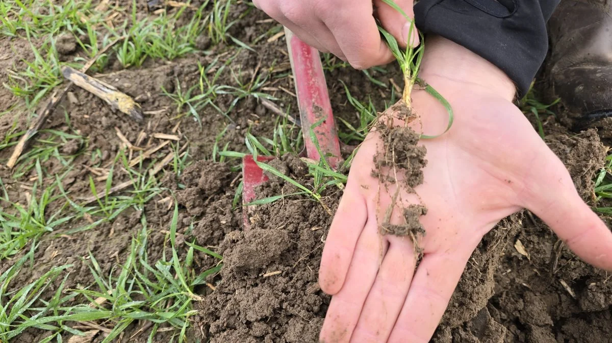 Søren Hvid Hansen graver et par planter op og viser de veludviklede rødder.