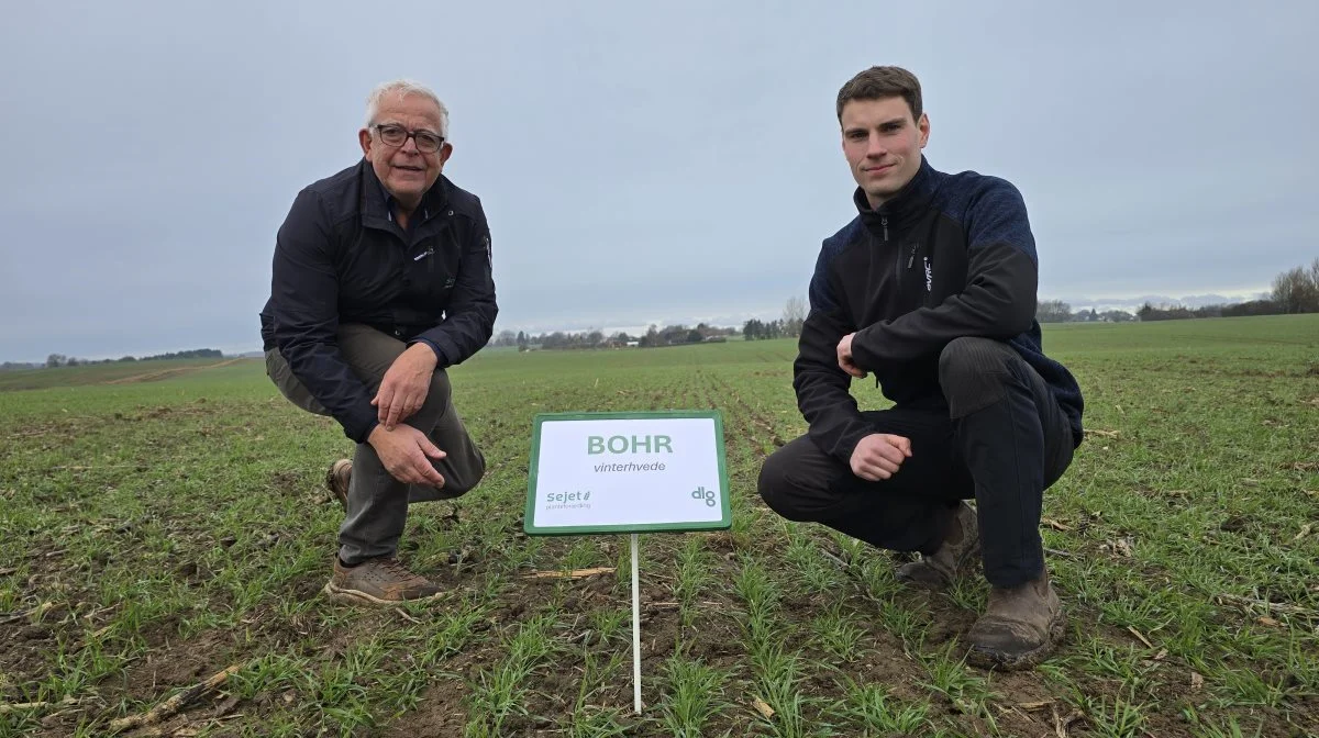 - Den højtydende Kvium er den ene forældresort til Bohr, mens LG Sundance, der er en sort med særlig god resistens mod brunrust, gulrust og septoria, er den anden forældresort. Krydsningen af de to sorter giver derfor den nye Bohr-sort med højt udbytte og særlig god sundhed, forklarer Ole Andersen, Sejet (tv).