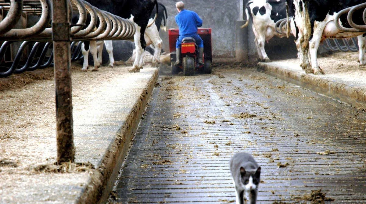 Nye anbefalinger peger på, at landbruget bør nedbringe sin klimabelastning endnu mere end det, der er aftalt i den grønne trepart. Det fremgår af Klimarådets nye rapport om Danmarks næste klimamål. Arkivfoto: Morten Ipsen