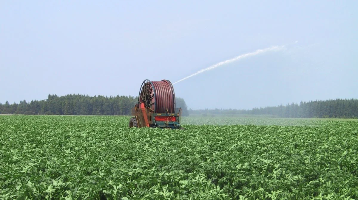 Selv om der til tider måtte vanding til på kartoffelmarkerne i 2023, hvor billedet her stammer fra, gav kartoffelproduktionen til industribrug en stærk indtjening til avlerne, viser nye tal fra Danmarks Statistik. Arkivfoto:  Janne Hansen