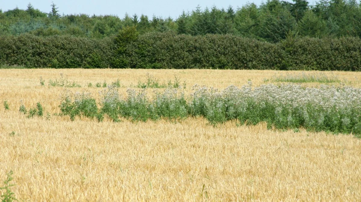 Øer af tidsler i en høstklar kornmark er forsat tilladt at pletsprøjte med glyphosat. Men for mindre bedrifter kan det blive dyrt, viser nye beregninger. Arkivfoto